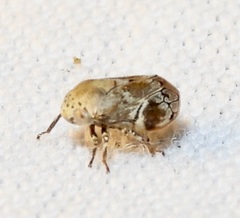 Clastoptera laevigata