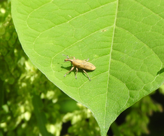 Lixus concavus