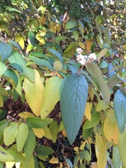 Viburnum × rhytidophylloides