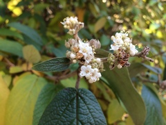 Viburnum × rhytidophylloides