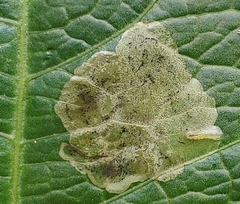Pegomya bicolor