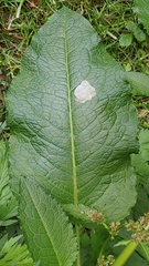Pegomya bicolor