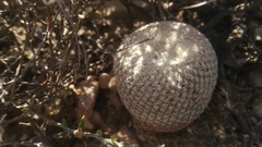 Epithelantha bokei