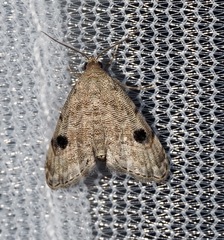 Abablemma brimleyana