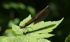 Calopteryx virgo