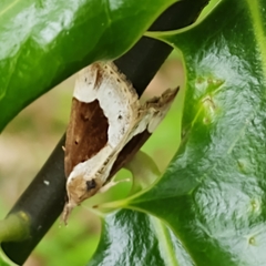 Hypena crassalis