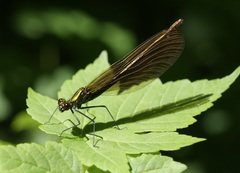 Calopteryx virgo