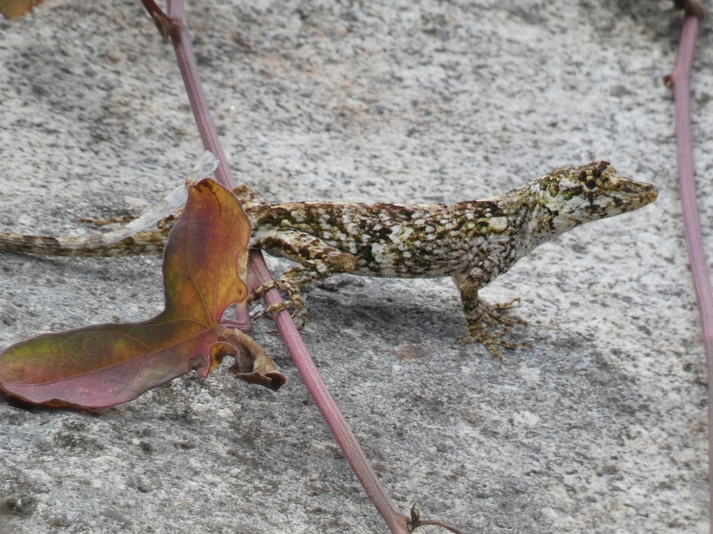 Squeaking Lichen Anole