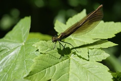 Calopteryx virgo