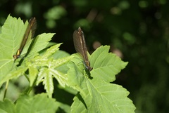 Calopteryx virgo