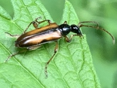 Strangalepta abbreviata