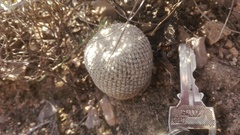 Epithelantha bokei