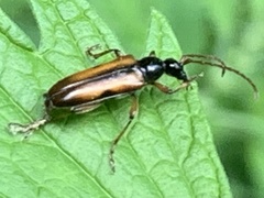 Strangalepta abbreviata