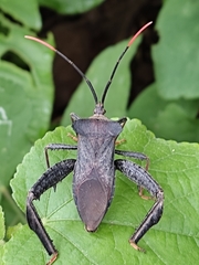 Acanthocephala alata