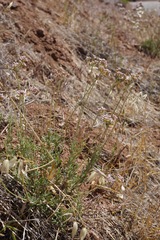 Eriogonum fasciculatum polifolium