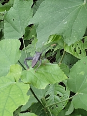 Acanthocephala alata