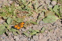 Phyciodes tharos image