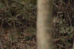 Basileuterus lachrymosus