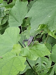 Acanthocephala alata