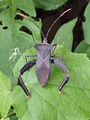 Acanthocephala alata