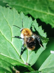 Bombus pascuorum