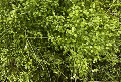 Houstonia serpyllifolia