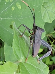 Acanthocephala alata