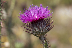Carduus lusitanicus