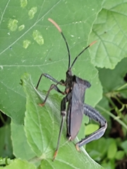 Acanthocephala alata