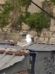 Larus michahellis