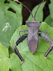 Acanthocephala alata