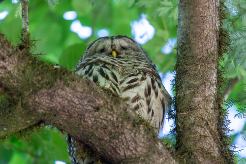 Barred Owl photographed in California