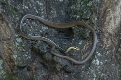 Chironius flavolineatus