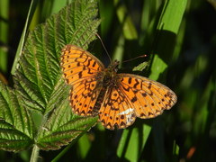 Boloria selene
