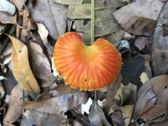 Fungi