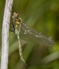 Somatochlora walshii