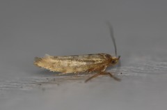 Argyresthia alternatella