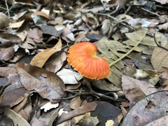Fungi