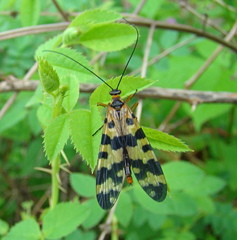 Panorpa nigrirostris