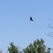 photo of Turkey Vulture (Cathartes aura)