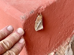 Automeris zephyria
