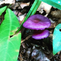 Fungi