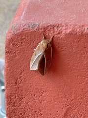 Automeris zephyria