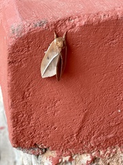 Automeris zephyria