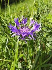 Centaurea fuscomarginata