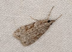 Scoparia plagiotis