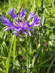 Centaurea fuscomarginata