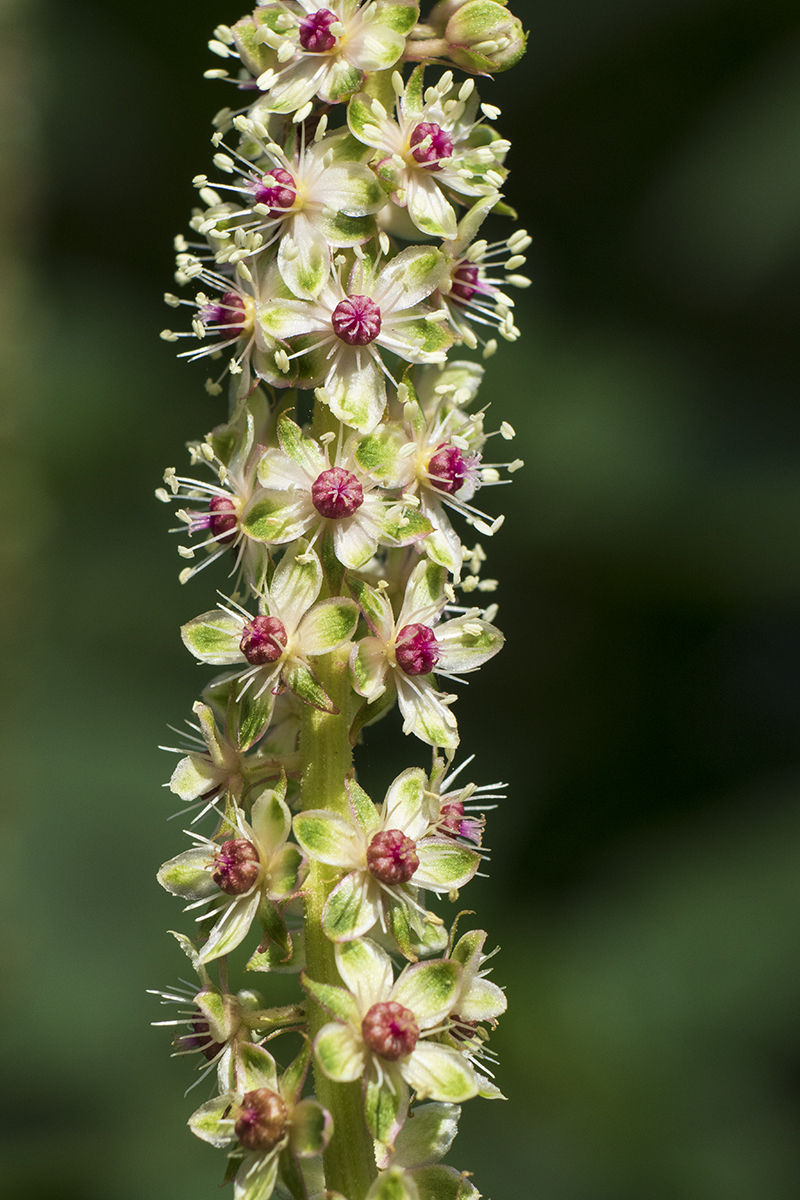 Phytolacca heterotepala