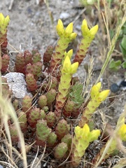 Sedum acre