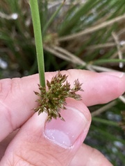 Juncus effusus